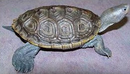 Kaplumba�a Bak�m�