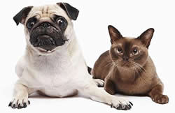 Ya�l� Dostlar�m�za Y�elik Programlar